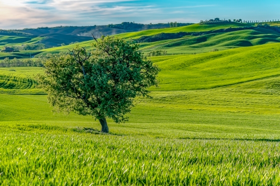 The Crete Senesi and Valdorcia: Pienza and Lunch at a Cheese Farm